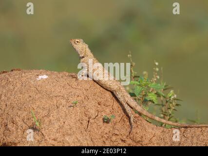 Vue rapprochée d'un lézard de jardin commun Banque D'Images