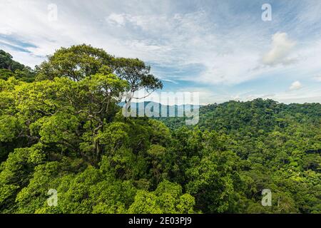 Promenade à la canopée dans le parc national d'Ulu Temborung, Brunei Banque D'Images