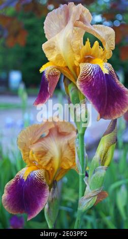 Fleur de l'iris aux pétales délicats de fleurs bleues, violettes, blanches et jaunes avec feuilles vertes sur un lit de fleurs Banque D'Images