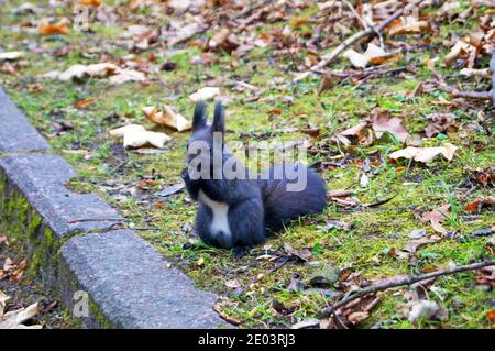 L'écureuil avec la belle fourrure noire douce se trouve dans le parc un jour d'automne Banque D'Images