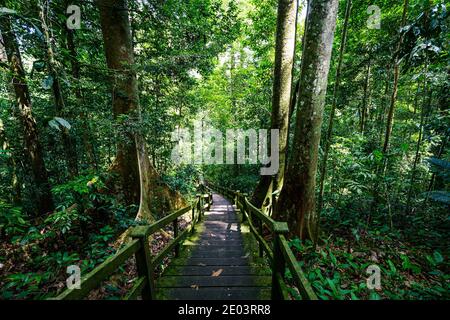 Parc national d'Ulu Temborung, Brunei Banque D'Images