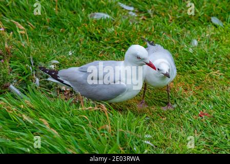 Guette à bec rouge près de dunedin, Nouvelle-Zélande Banque D'Images