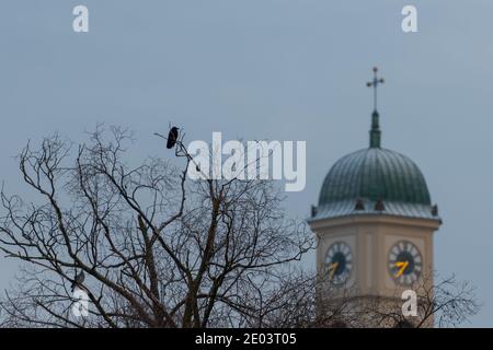 Corbeau noir assis sur l'arbre à côté de la tour de l'église Saint-Mang à Ratisbonne sur le danube le matin froid d'hiver en décembre avec frais Banque D'Images