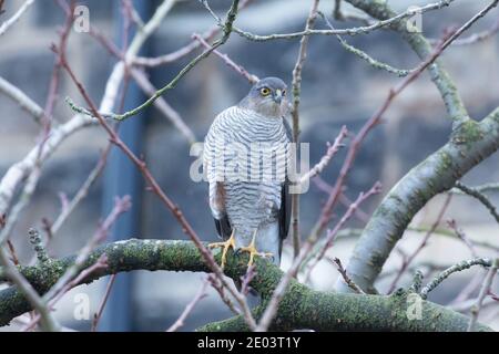 Sparrowhawk dans une rue résidentielle de Harrogate Banque D'Images