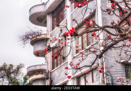 Bombax ceiba, comme d'autres arbres du genre Bombax, est communément connu comme cotonnier en fleur avec des fleurs rouges à guangzhou en chine un jour couvert. Banque D'Images