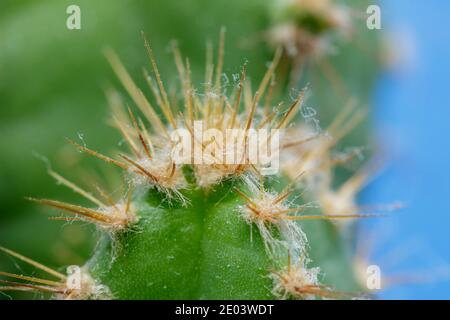 Macro des épines de cactus. Les extrémités minces et rigides de cactus, semblables à des aiguilles, sont en fait des feuilles modifiées. Banque D'Images