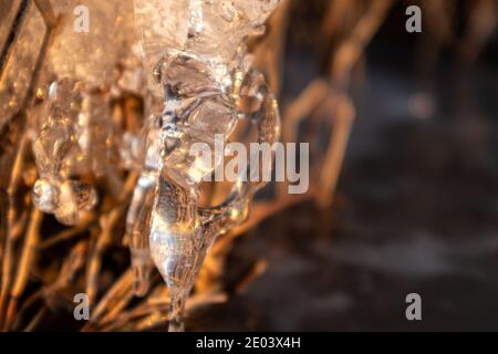 Glace transparente étincelante glace claire fondant macro étincelante dans les roseaux secs sur le lac sauvage congelé à la lumière du coucher du soleil. Froid ensoleillé hiver nature fond Banque D'Images