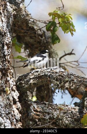 Atlas pied Flycatcher (Ficedula hypoleuca spéculogera) mâle perché dans un chêne Atlas Mountains, Maroc Avril Banque D'Images