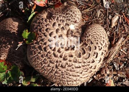 Champignon de la dent squameuse, Sarcodon squamosus Banque D'Images