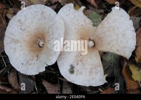 Champignon de l'entonnoir de Trooping, Clitocybe geotrophpa Banque D'Images