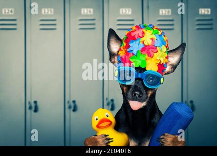 chien rouleur de prague , avec bonnet de bain et lunettes de protection avec canard en plastique de caoutchouc, prêt pour la piscine, dans le vestiaire Banque D'Images