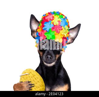 chien de prague routter sous la douche avec un capuchon, dans la baignoire, laver et nettoyer avec une éponge Banque D'Images