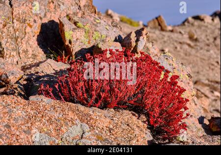 Le saxifrage rouge fleurit sur des rochers avec des lichens contre un bleu ciel dans les montagnes Banque D'Images