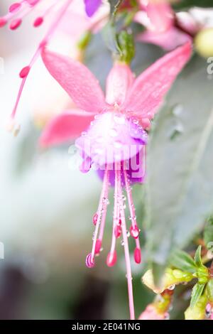 Fuchsia hybrida. Fleur exotique aux couleurs frappantes bicolore. Mise au point sélectionnée. . Photo de haute qualité Banque D'Images