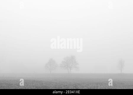 Deux arbres sur le terrain se sont enrepliés dans le brouillard du matin en automne Banque D'Images