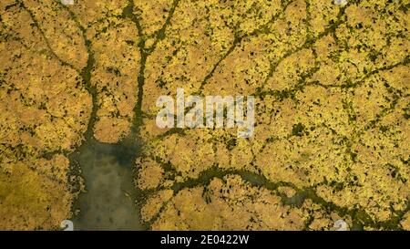 Image aérienne à basse altitude des patrons créés par les oiseaux aquatiques dans la croissance des algues dans un billabong peu profond, bassin Murray Darling, Australie. Banque D'Images