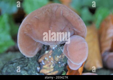 Jelly champignon d'oreille, Auricularia auricula-judae Banque D'Images