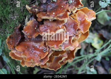 Champignon de queue de velours, Flammulina velutipes Banque D'Images