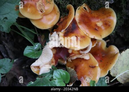 Champignon de queue de velours, Flammulina velutipes Banque D'Images