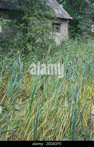 Bull Rush Reed, Mace archétype Banque D'Images