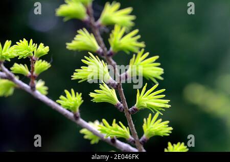 Pseudolarix amabilis, arbre indigène de Chine qui est cultivé pour sa beauté Banque D'Images