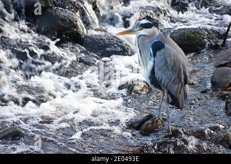 Gray Heron, Hebden Bridge, Calvaire, West Yorkshire Banque D'Images