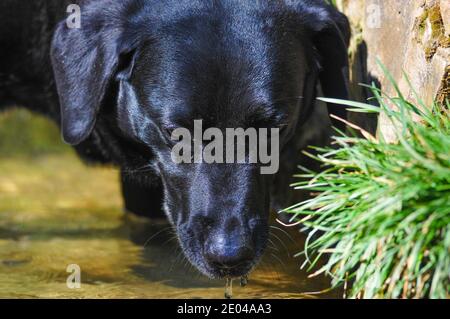 Animal de compagnie de Black Labrador Retriever en Angleterre au Royaume-Uni Banque D'Images