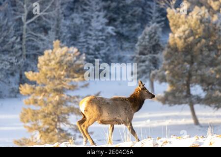 Jeune wapiti sur une colline enneigée dans le Pike Forêt nationale du Colorado Banque D'Images