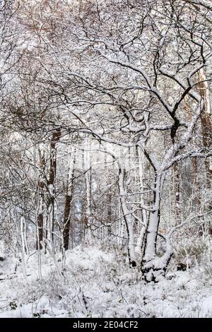 Forêt enneigée et arbres en hiver sur Bosley Cloud Près de Congleton Cheshire England UK Banque D'Images