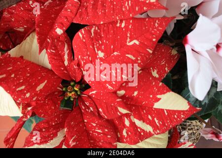 fleur de poinsettia rouge ou euphorbia romantique belle plante pour noël fleurs des fêtes Banque D'Images