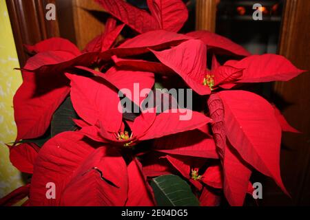 fleur de poinsettia rouge ou euphorbia romantique belle plante pour noël fleurs des fêtes Banque D'Images