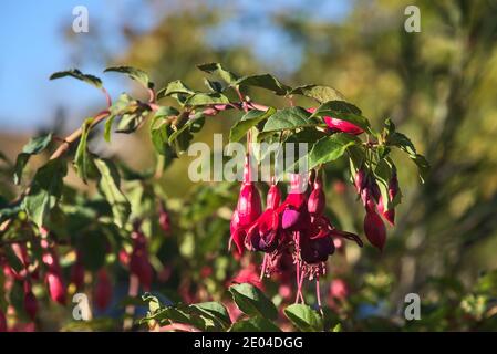 Belle fleur rose Fuchsia magellanica Riccartonii en forme de cloche sur fond vert flou. Copier l'espace. Fleurs sauvages. Dublin, Irlande Banque D'Images