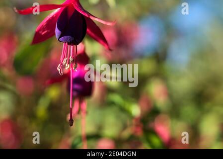 Belle fleur rose Fuchsia magellanica Riccartonii en forme de cloche sur fond vert flou. Copier l'espace. Fleurs sauvages. Dublin, Irlande Banque D'Images