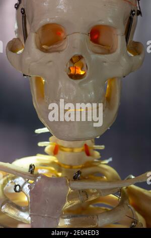 Gros plan d'un crâne squelette Banque D'Images