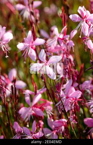 Applebloom Grass Gaura lindheimeri 'Lillipop Blush' Banque D'Images