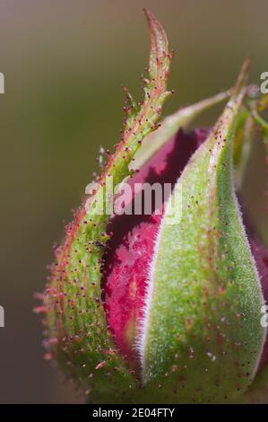 Image macro d'une partie du bouton du fleur rouge d'une rose miniature Banque D'Images