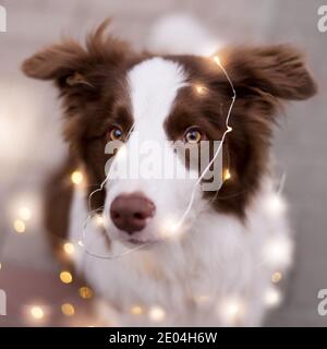 Portrait en gros plan de l'adorable Collie à bordure brune parmi les guirlandes de noël. Banque D'Images