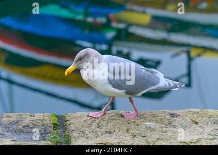 Goéland à ailes de Glaucous, littoral de False Creek, Vancouver (Colombie-Britannique), Canada Banque D'Images