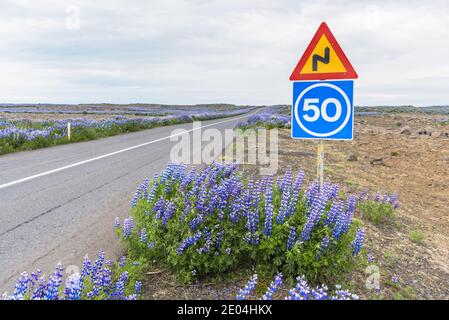 Panneau d'avertissement le long d'une route déserte à travers un volcan paysage couvert de plantes lupin par une journée d'été nuageux Banque D'Images