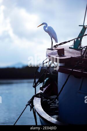 Grande aigrette debout sur l'arc d'un bateau. Banque D'Images