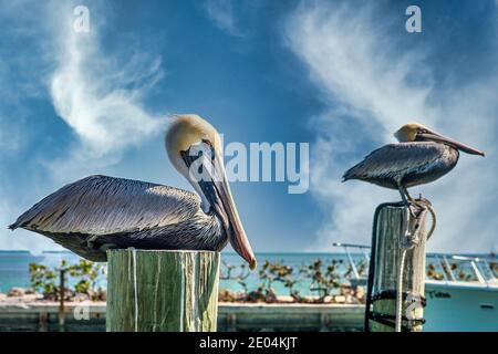 Les pélicans volaient sur des pilotages à un quai de Whale Harbour à Islamorada, dans les Florida Keys. Banque D'Images