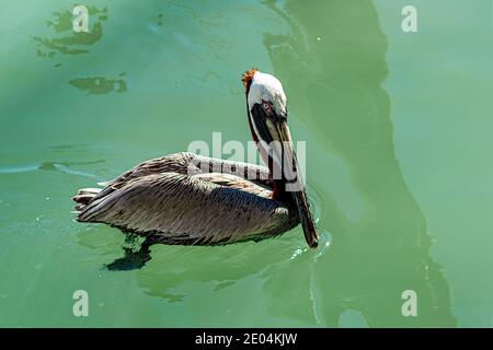 Un pélican nageant dans le canal de Whale Harbour à Islamorada dans les Florida Keys. Banque D'Images