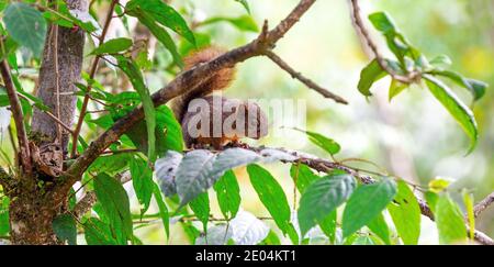 Panorama d'un écureuil roux (Sciurus granatensis), Mindo, Equateur. Banque D'Images