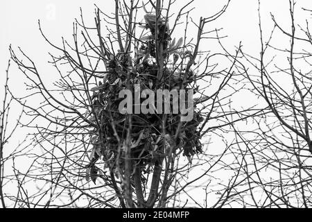 Nid d'oiseau dans l'arbre de Chicago par en dessous Banque D'Images