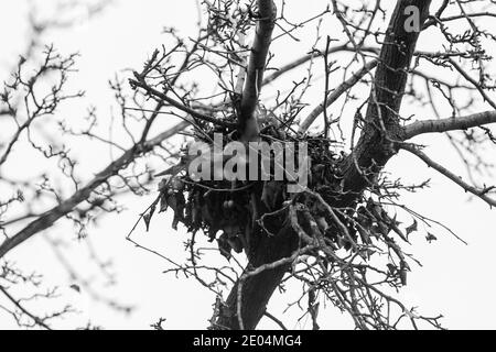 Nid d'oiseau dans l'arbre de Chicago par en dessous Banque D'Images