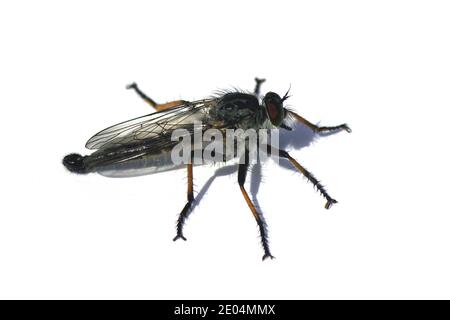 La mouche à tête commune mâle (Neoitamus cyanurus), une espèce de mouches à talons aiguilles appartenant à la famille des Asilidae. Un arrière-plan blanc. Pays-Bas, été, Banque D'Images