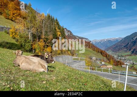 Belles vaches suisses sur l'herbe. Prairies alpines. Scène automnale colorée des Alpes suisses Banque D'Images