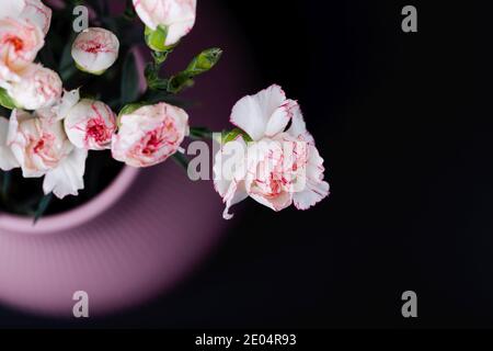 Petit blanc délicat avec des fleurs de carnation de bord rose sur un arrière-plan noir Banque D'Images