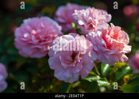 Rose clair Floribunda rose floraison. Rosa Botticelli introduit en France par Meilland Banque D'Images