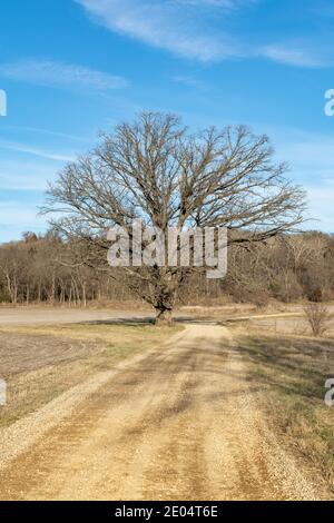 Arbre solitaire le long de la route de terre sur un hiver froid après-midi. Magnolia, Illinois. Banque D'Images